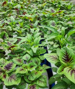 Rau Dền OCOP 3 Sao